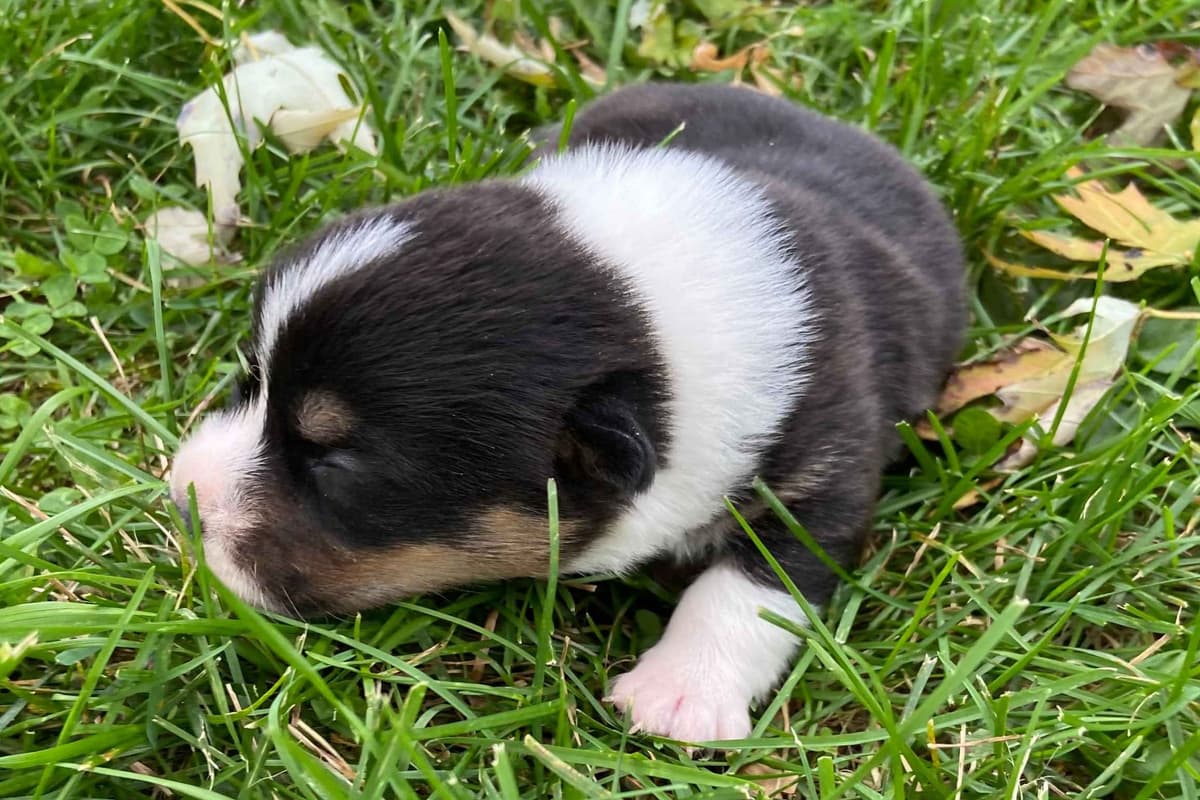 Pembroke Welsh Corgi Puppies breeder image 1