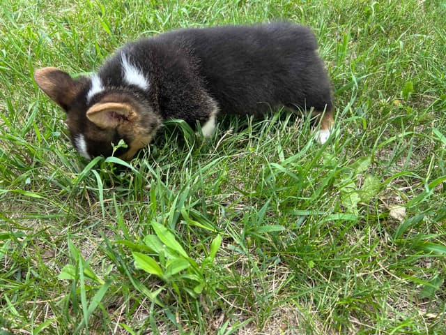 Pembroke Welsh Corgi Puppies media 2