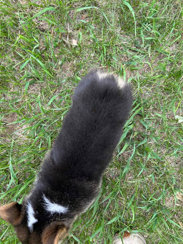 Pembroke Welsh Corgi Puppies media 3