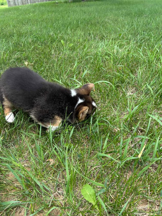 Pembroke Welsh Corgi Puppies media 4