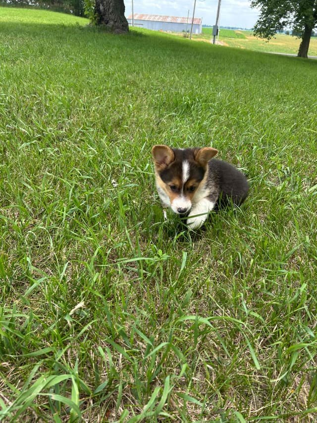 Pembroke Welsh Corgi Puppies media 5