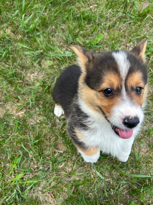 Pembroke Welsh Corgi Puppies media 6