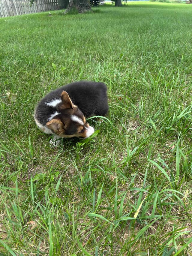 Pembroke Welsh Corgi Puppies media 8