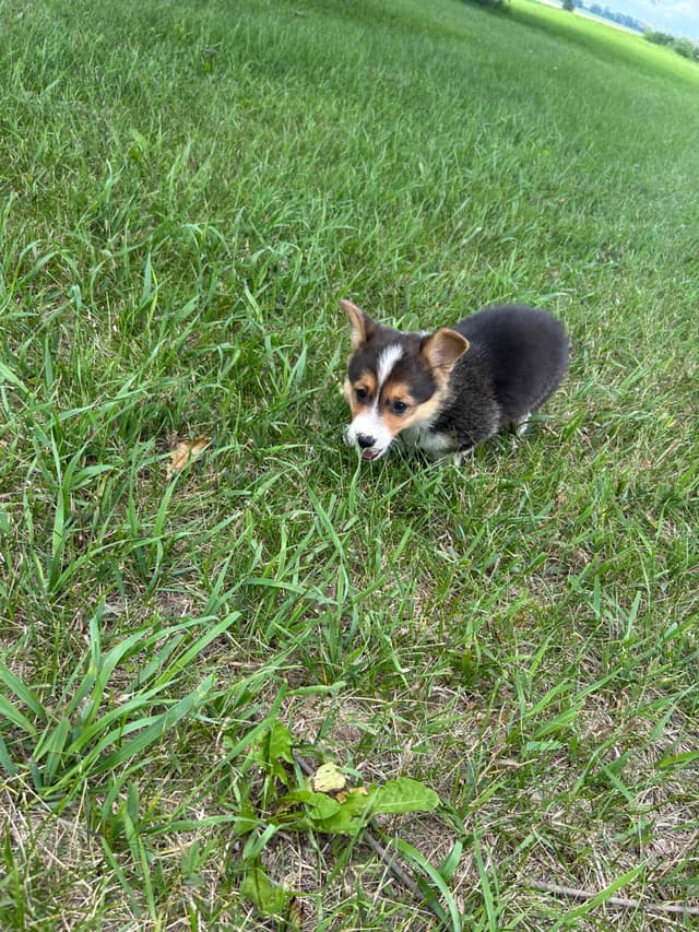 Pembroke Welsh Corgi Puppies media 9