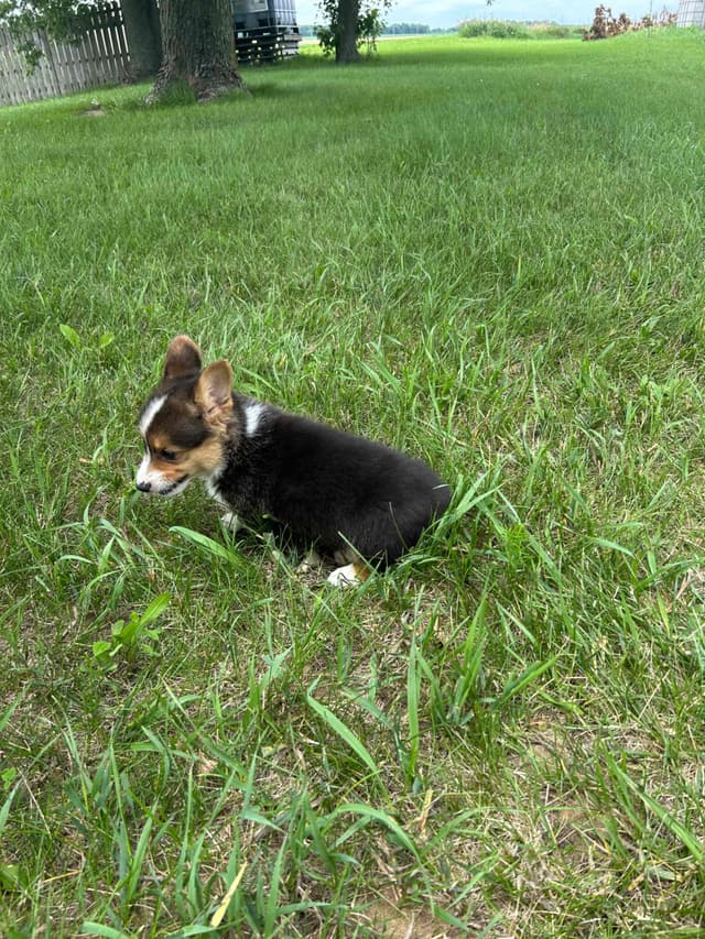 Pembroke Welsh Corgi Puppies media 10