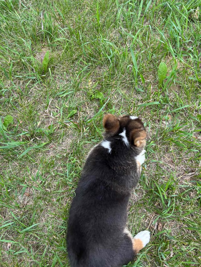 Pembroke Welsh Corgi Puppies media 11