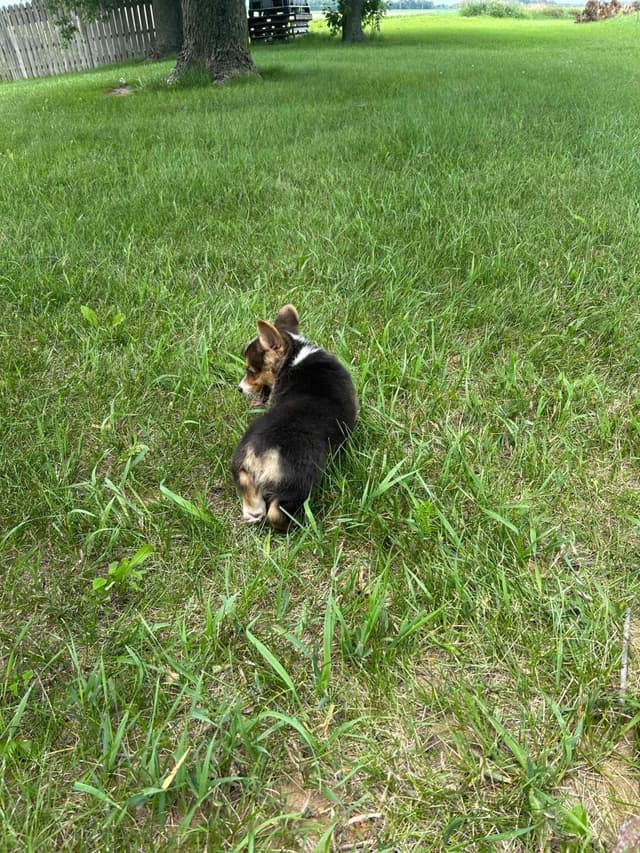 Pembroke Welsh Corgi Puppies media 12
