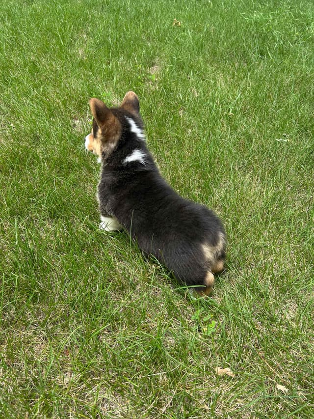 Pembroke Welsh Corgi Puppies media 13