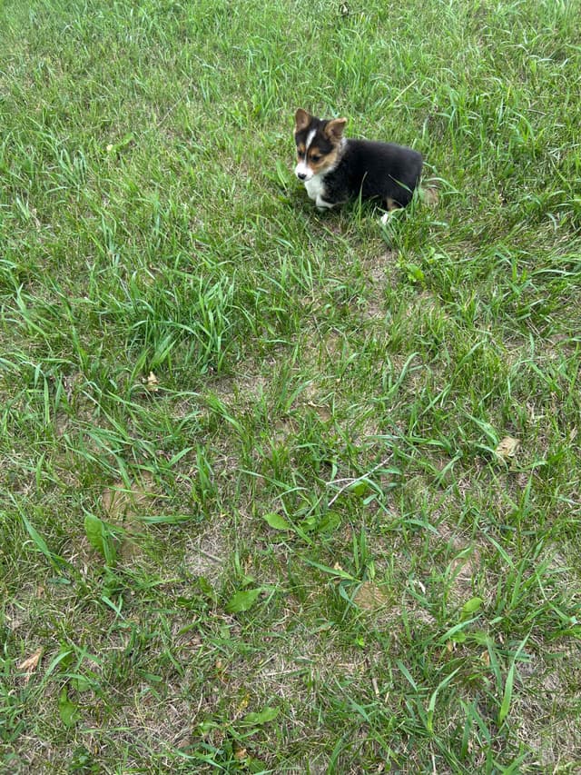 Pembroke Welsh Corgi Puppies media 14