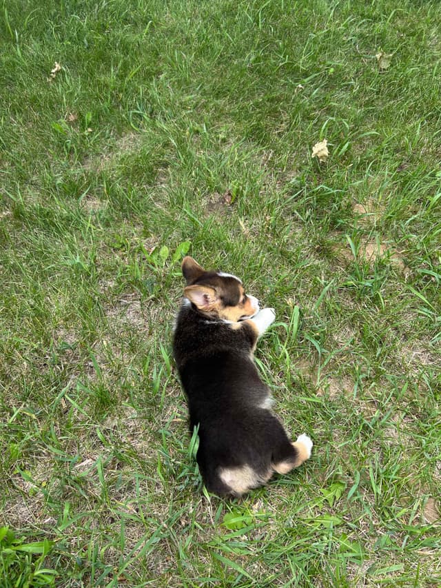 Pembroke Welsh Corgi Puppies media 15
