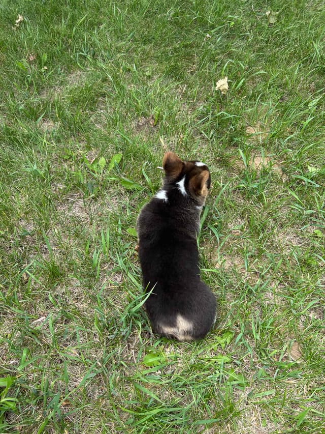 Pembroke Welsh Corgi Puppies media 16