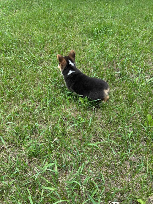 Pembroke Welsh Corgi Puppies media 17