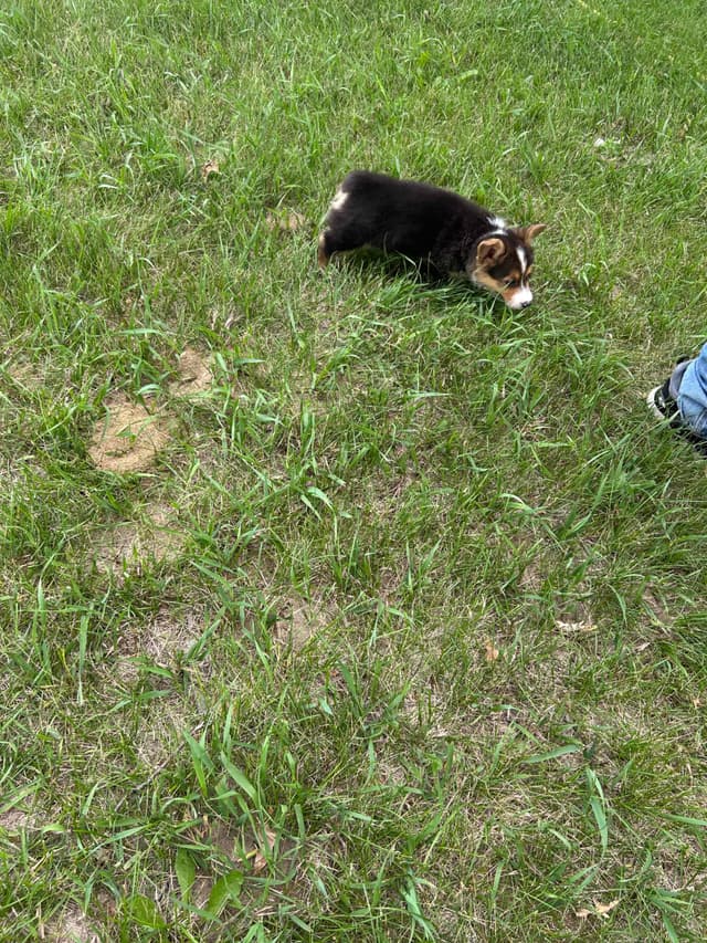 Pembroke Welsh Corgi Puppies media 18