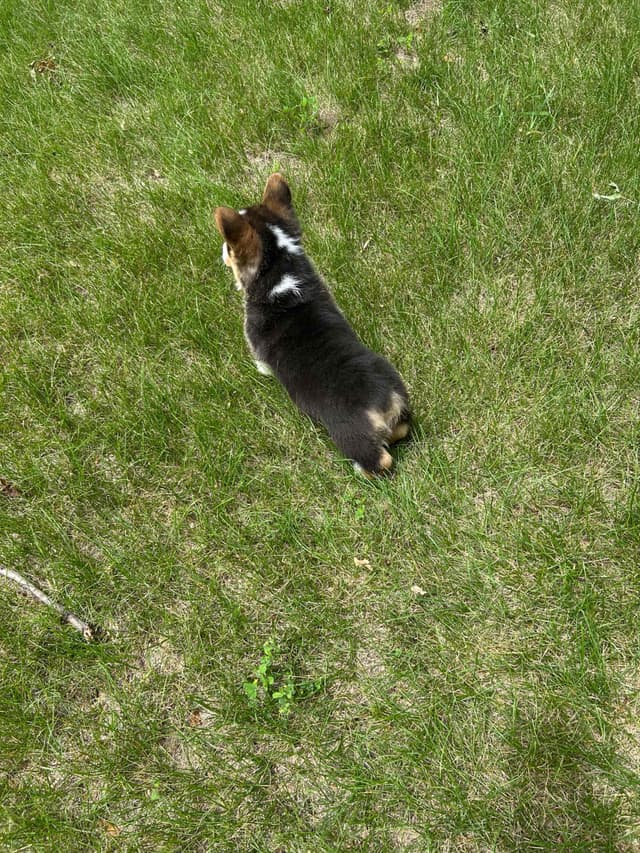Pembroke Welsh Corgi Puppies media 19