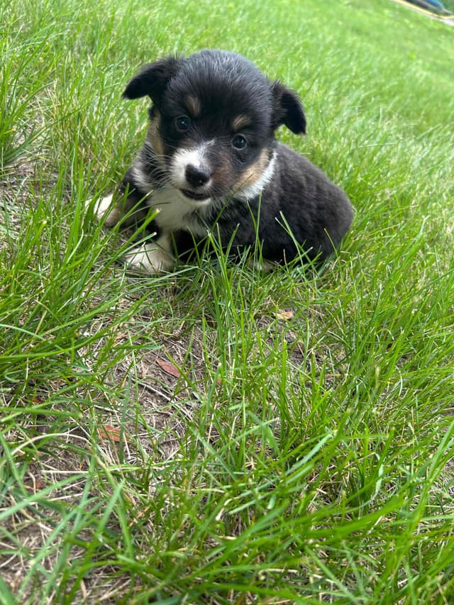 Pembroke Welsh Corgi Puppies media 3