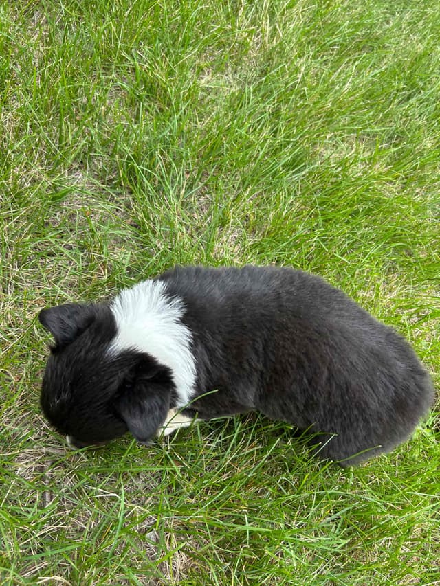 Pembroke Welsh Corgi Puppies media 4