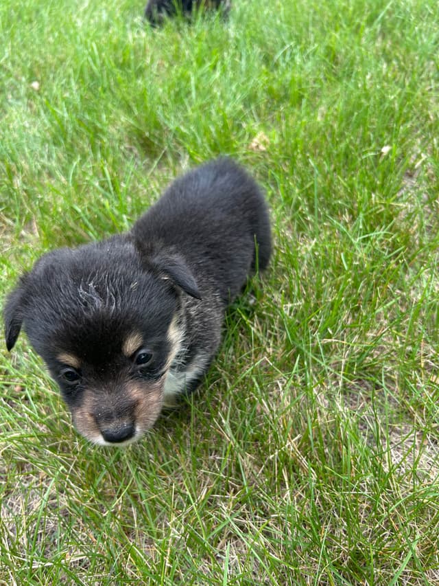 Pembroke Welsh Corgi Puppies media 5