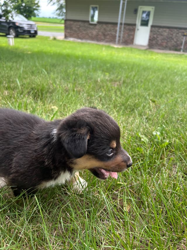 Pembroke Welsh Corgi Puppies media 9