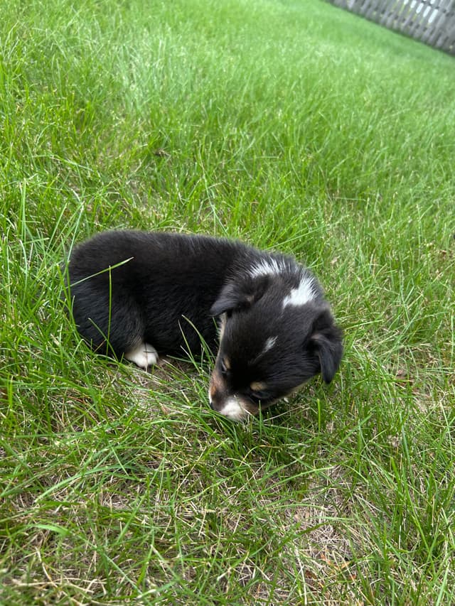 Pembroke Welsh Corgi Puppies media 10