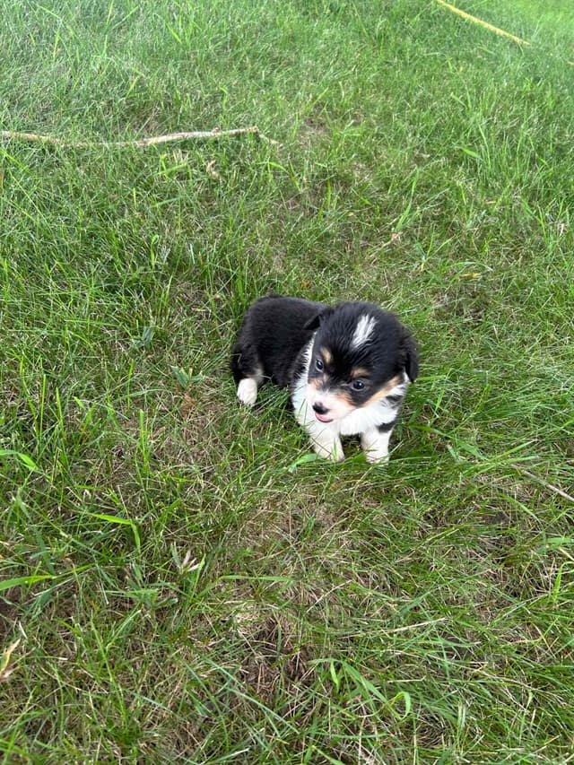 Pembroke Welsh Corgi Puppies media 11