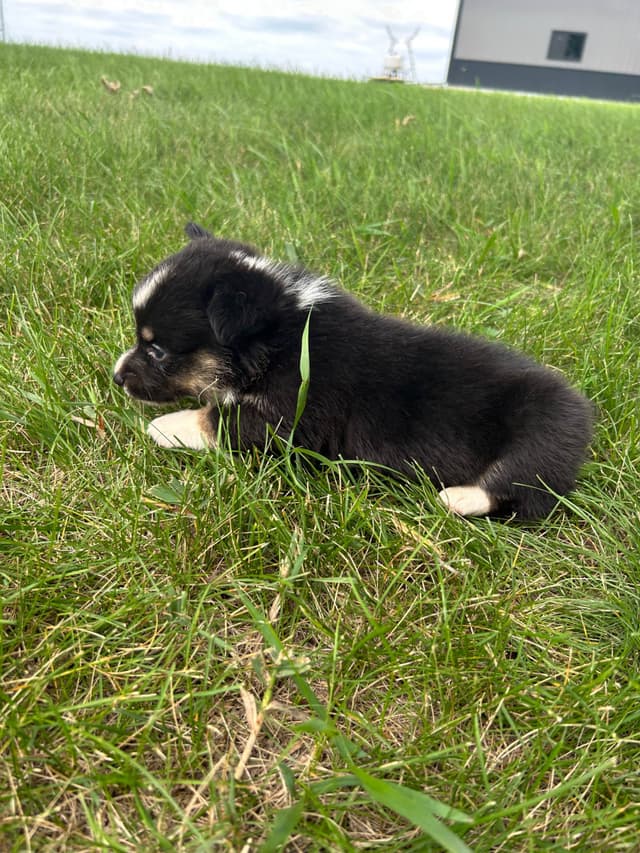 Pembroke Welsh Corgi Puppies media 12