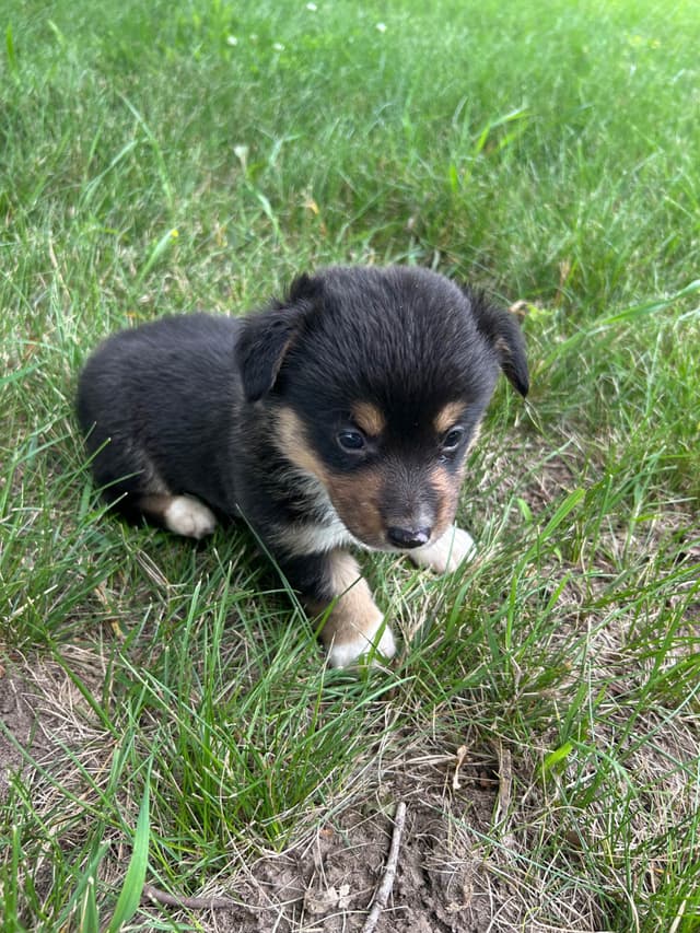 Pembroke Welsh Corgi Puppies media 13