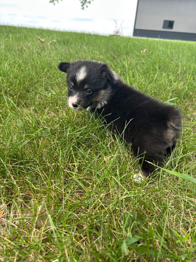Pembroke Welsh Corgi Puppies media 14