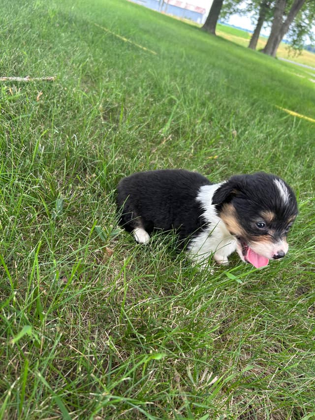 Pembroke Welsh Corgi Puppies media 15