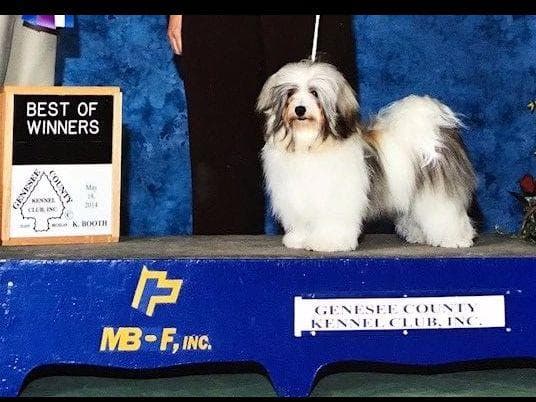 Havanese Puppies breeder image 2