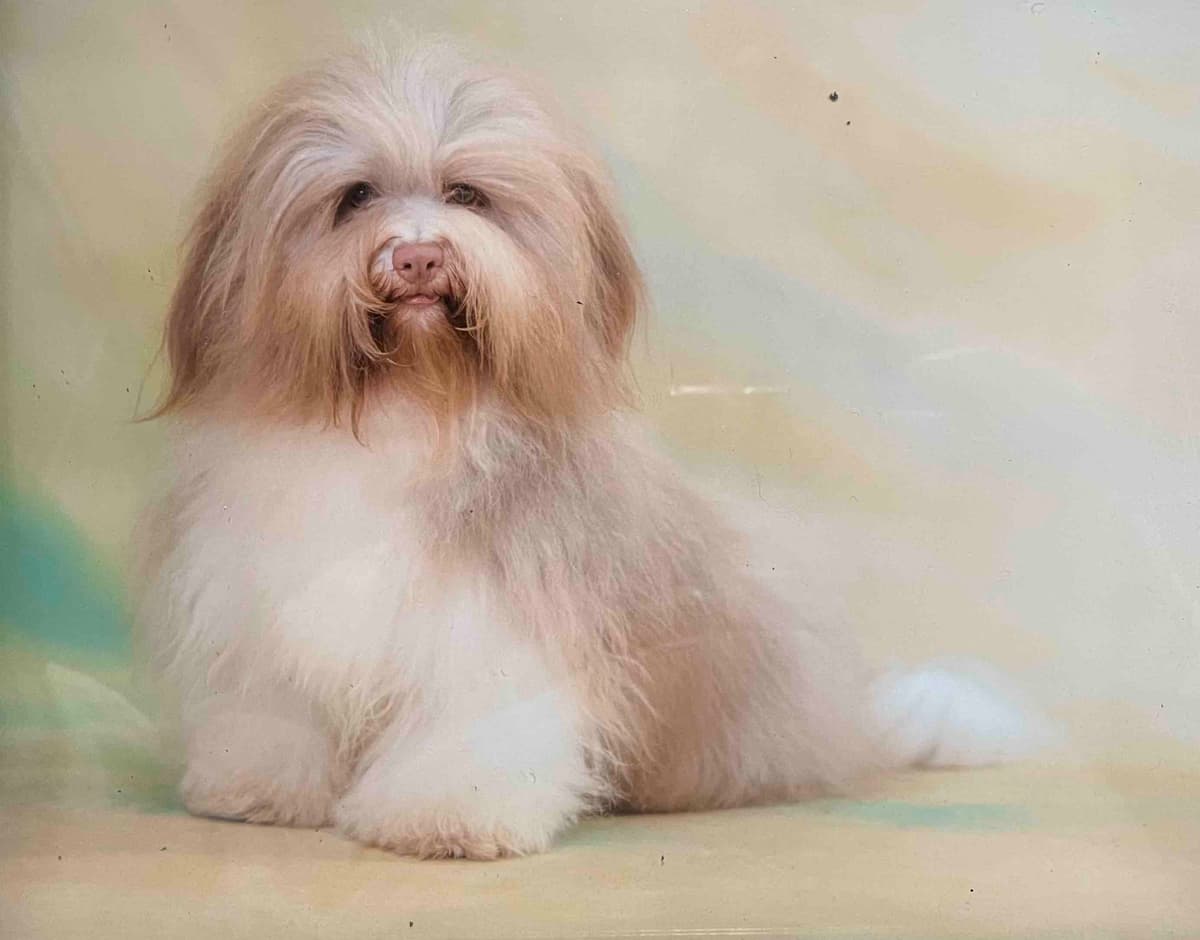 Havanese Puppies breeder image 3