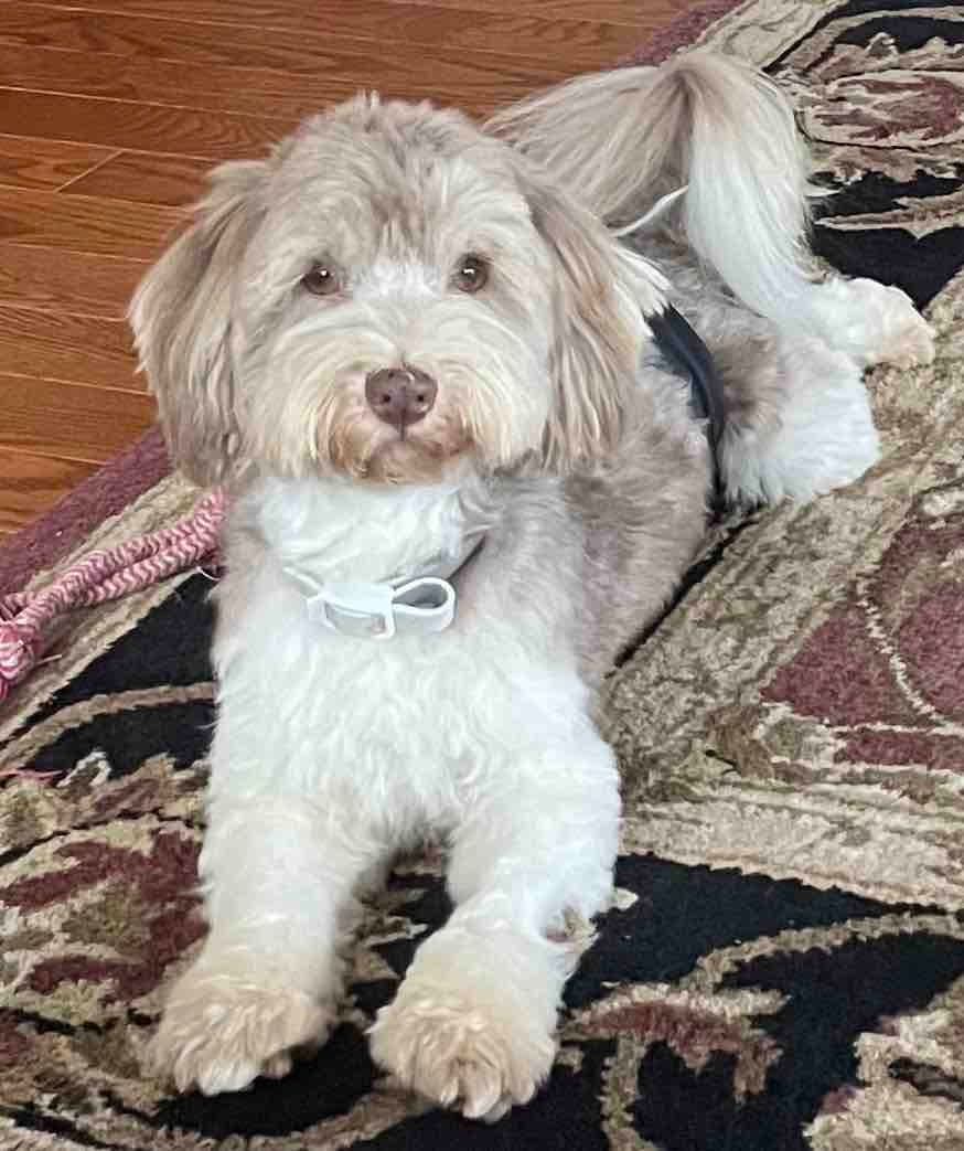 Havanese Puppies breeder image 4