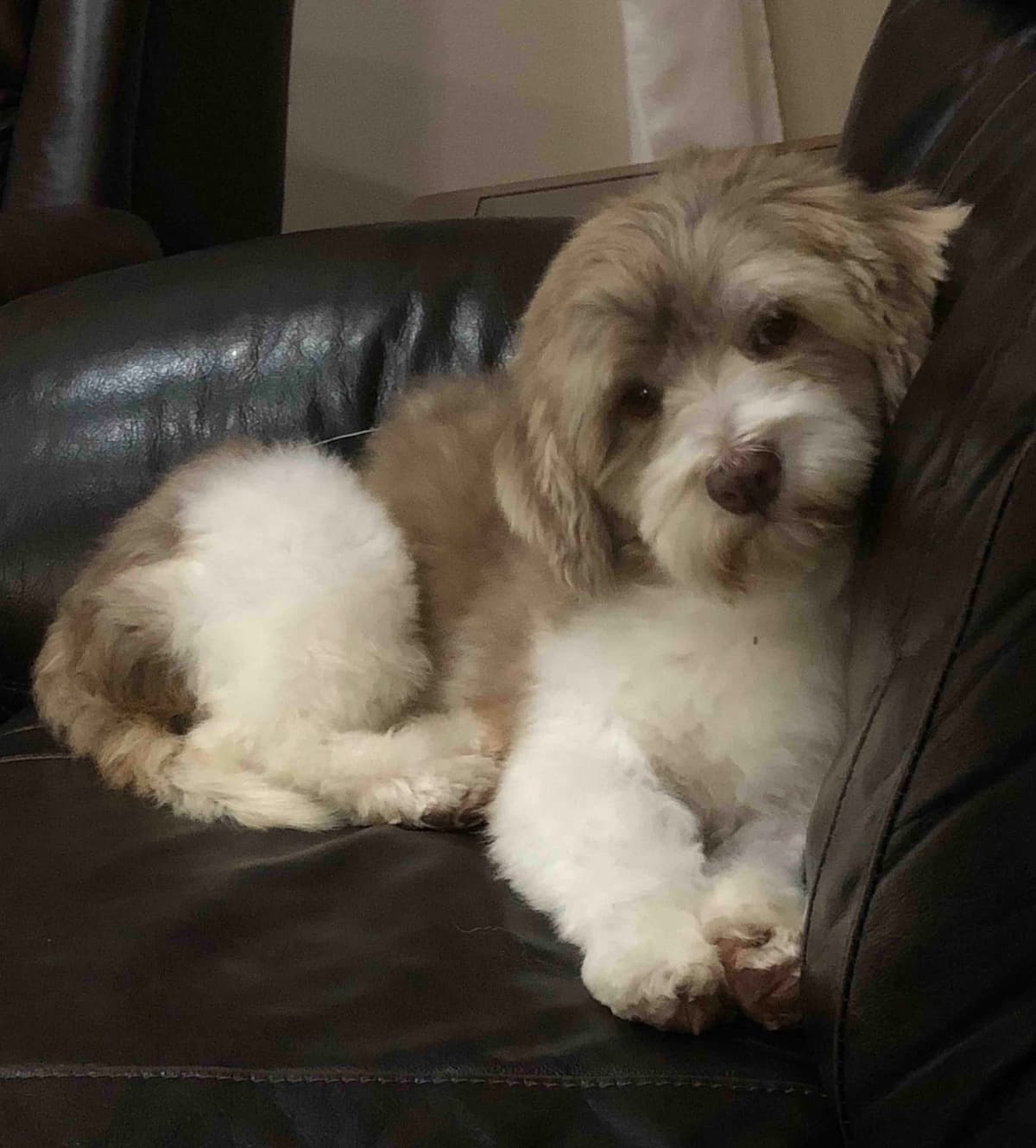 Havanese Puppies breeder image 5