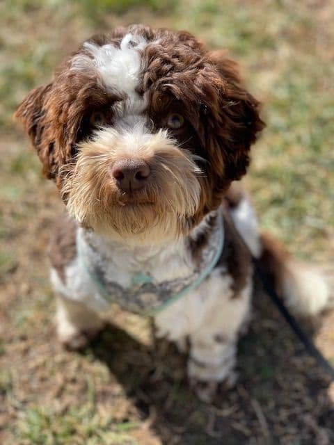 Havanese Puppies breeder image 6
