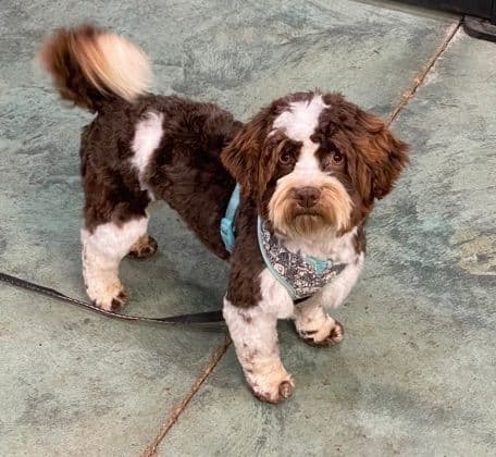 Havanese Puppies breeder image 7