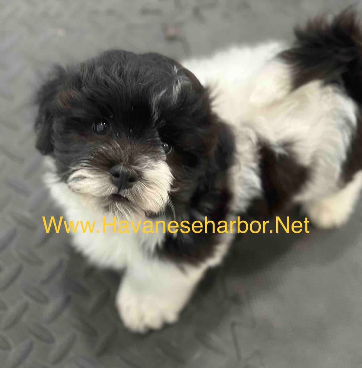 Havanese Puppies breeder image 8