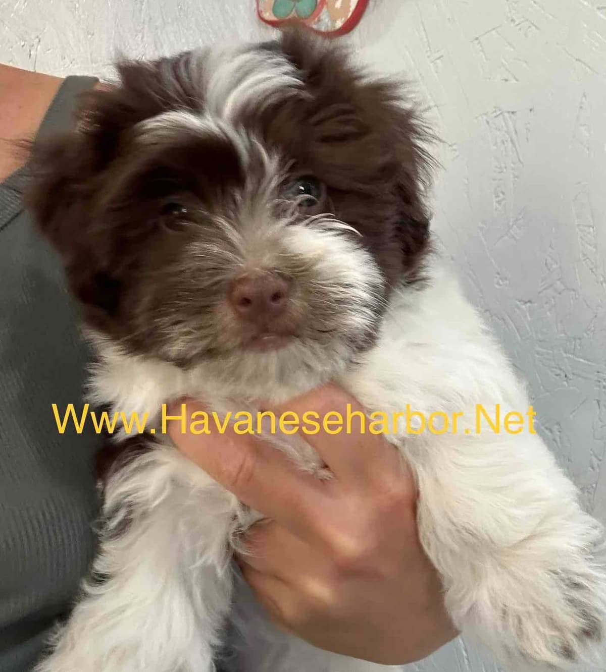 Havanese Puppies breeder image 9