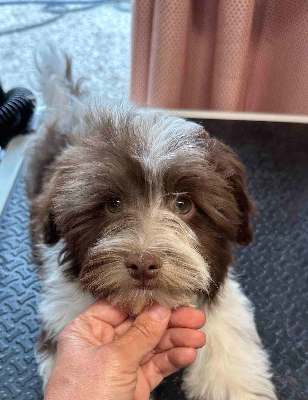 Havanese Puppies breeder image 10