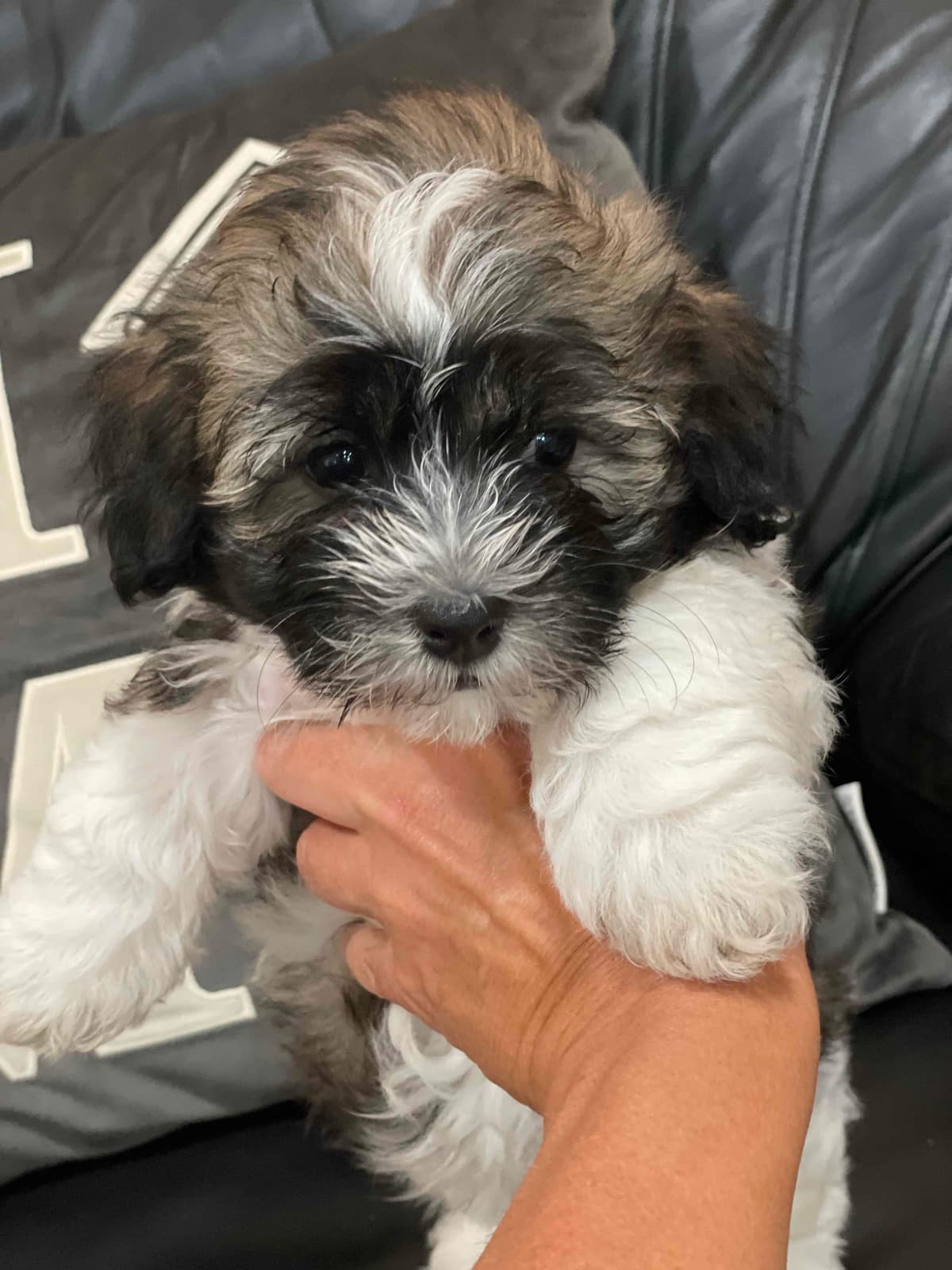 Havanese Puppies breeder image 11