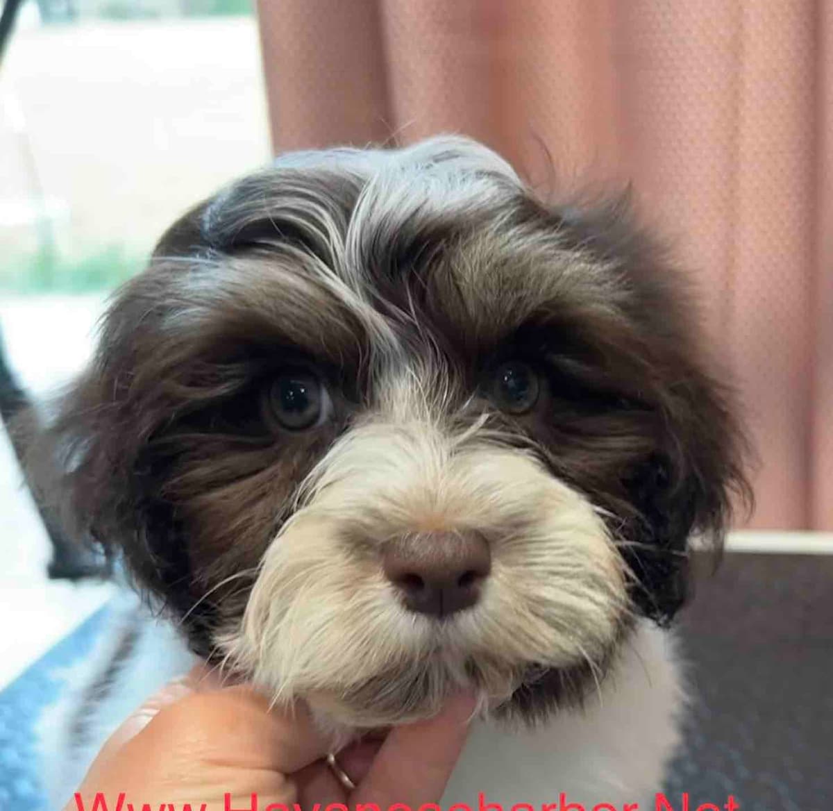 Havanese Puppies breeder image 12