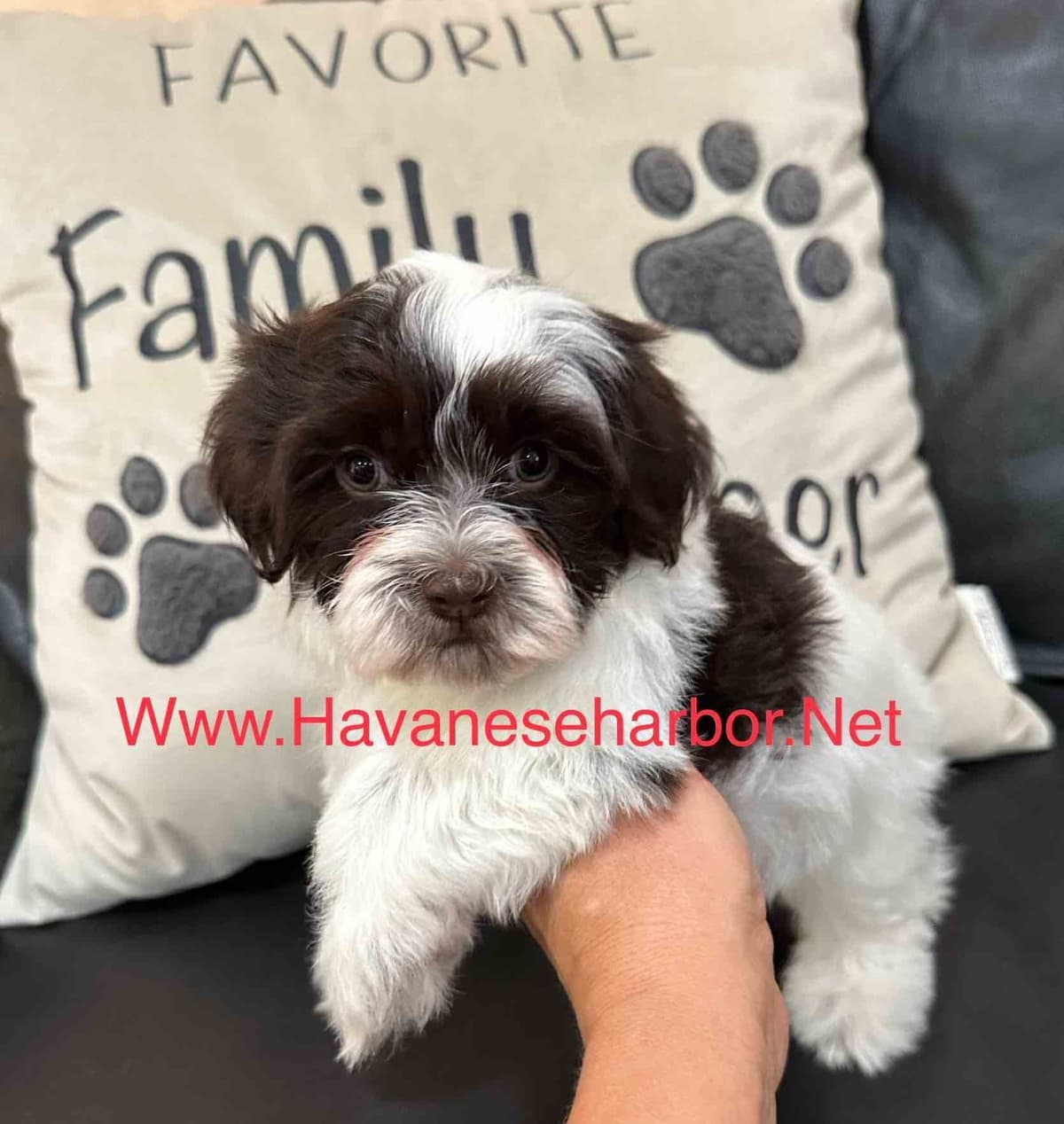 Havanese Puppies breeder image 14