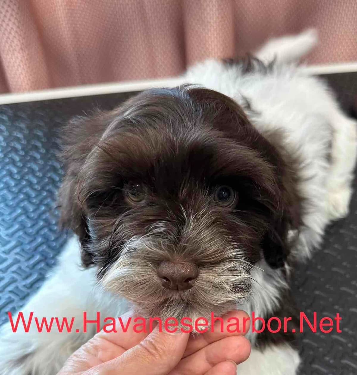 Havanese Puppies breeder image 13