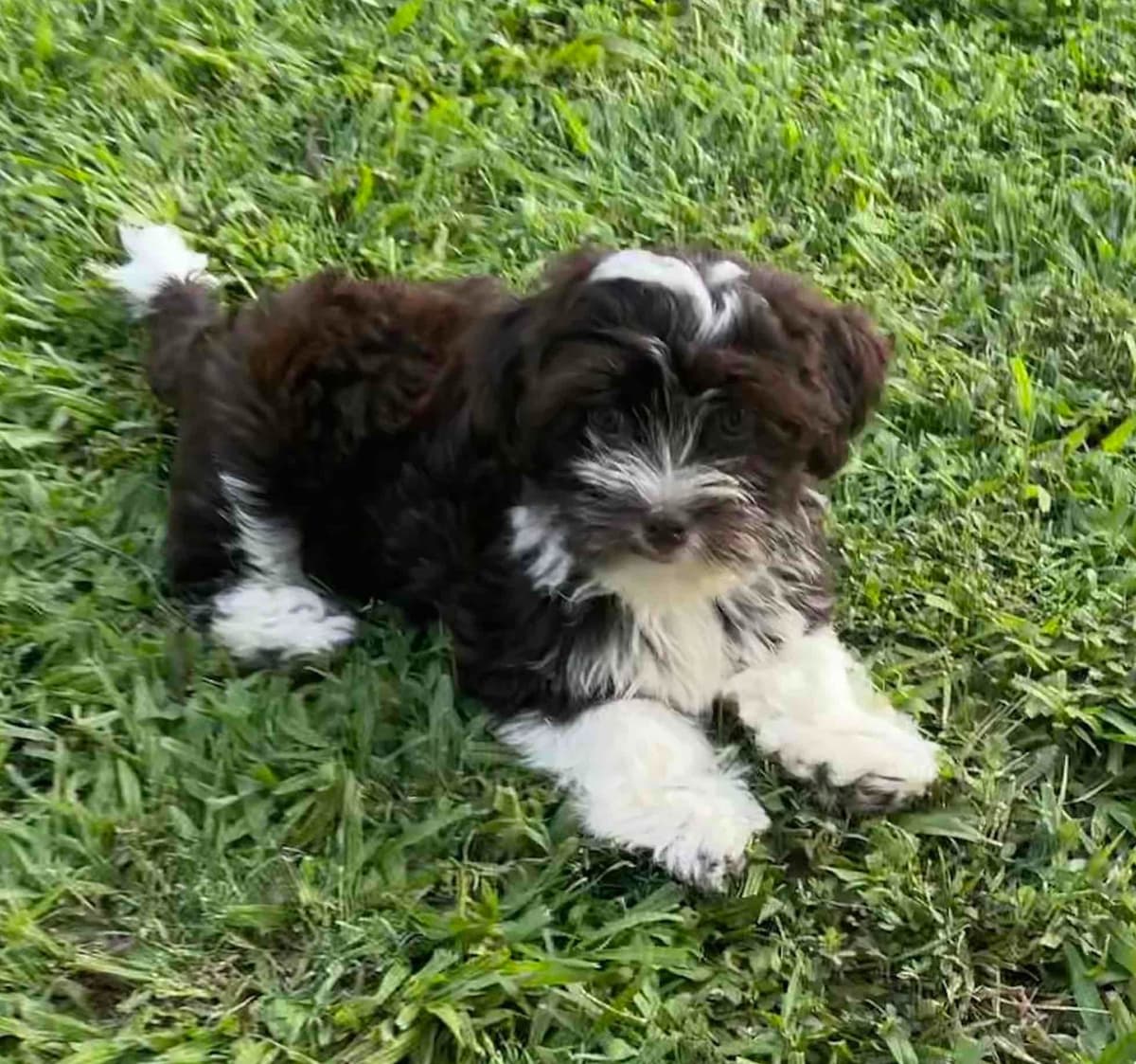 Havanese Puppies breeder image 15
