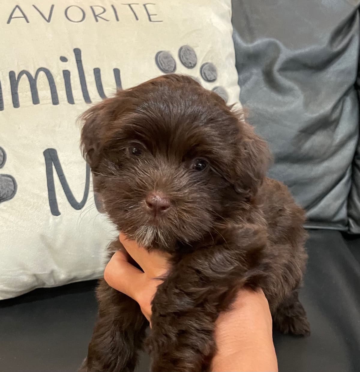 Havanese Puppies breeder image 16