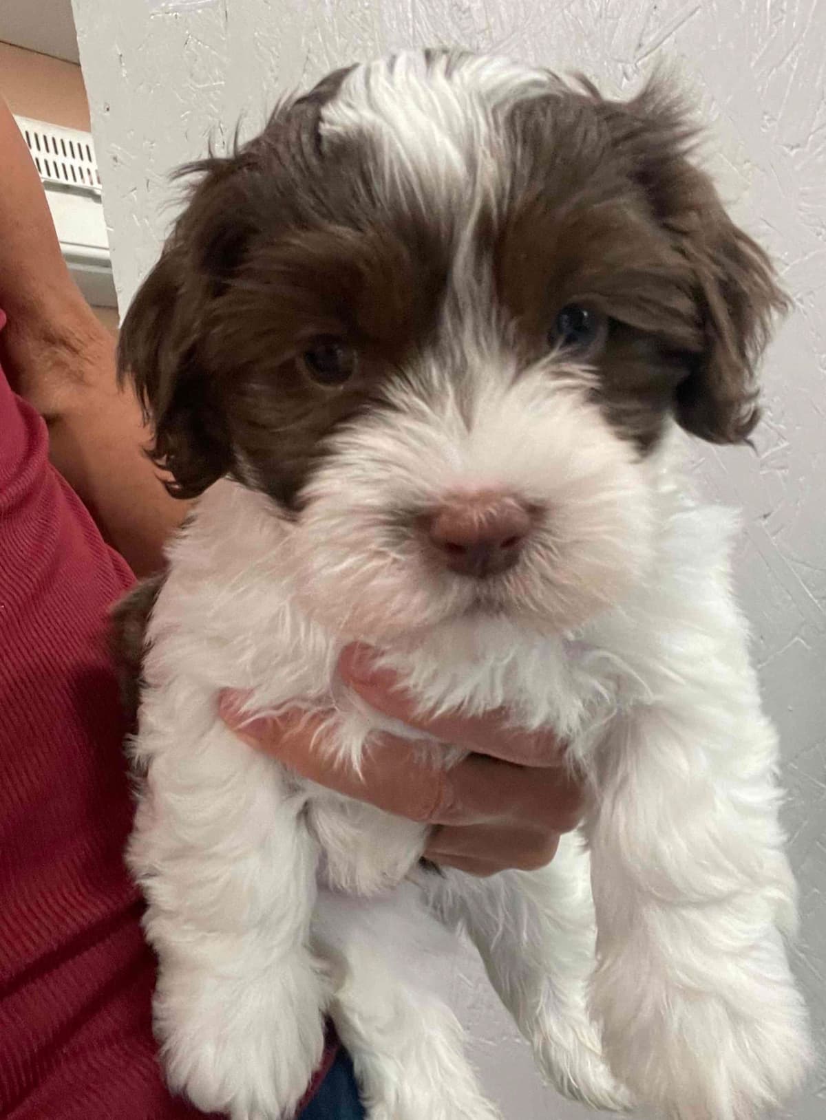 Havanese Puppies breeder image 17