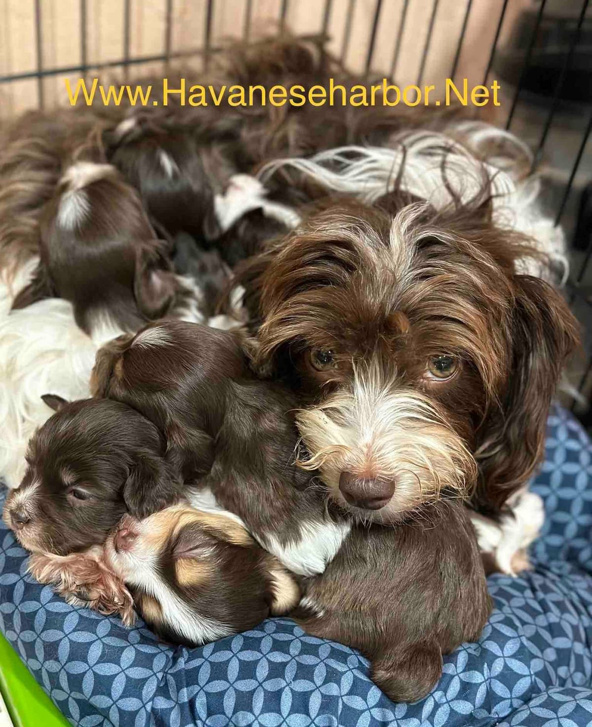 Havanese Puppies breeder image 18