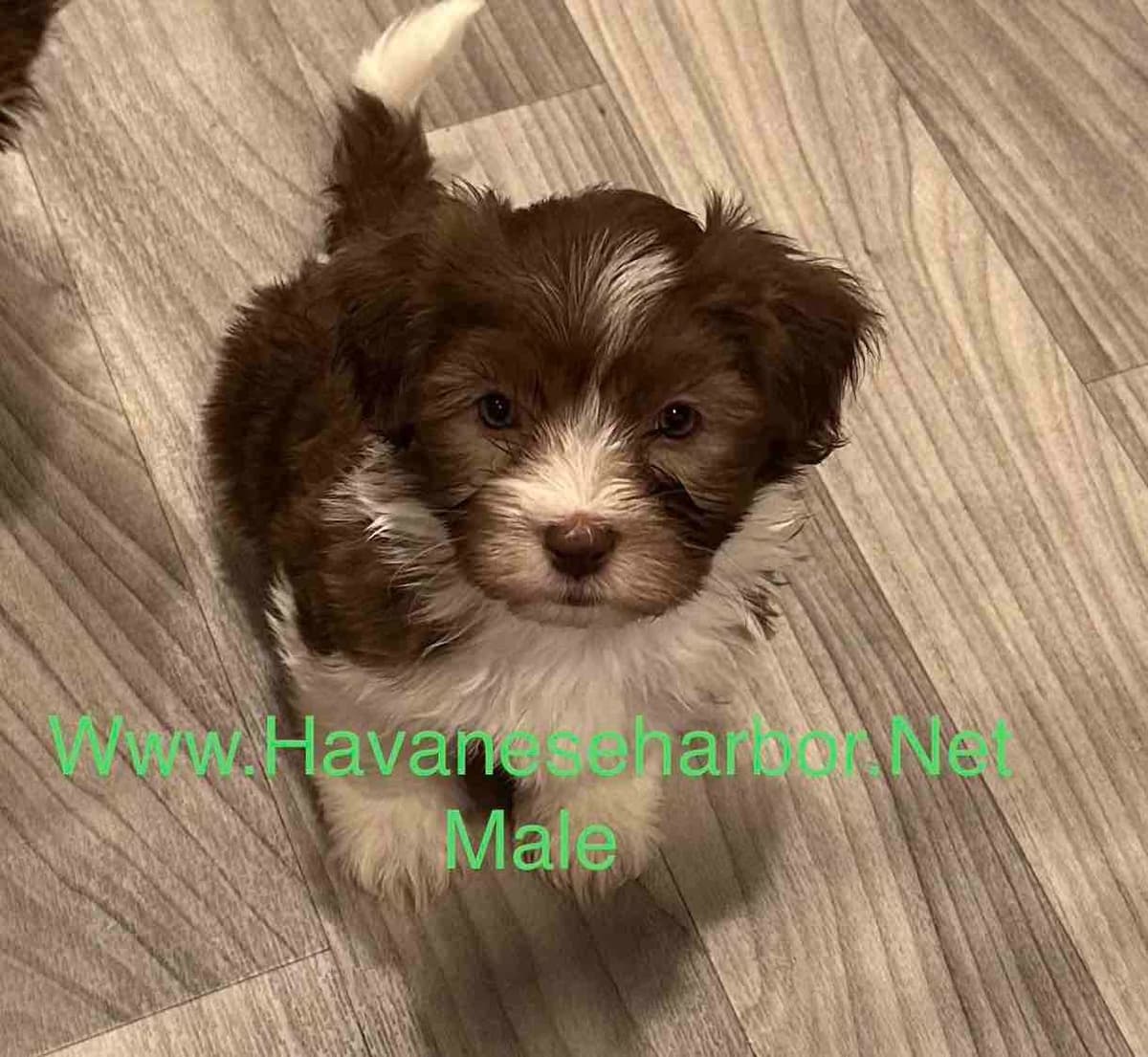 Havanese Puppies breeder image 19