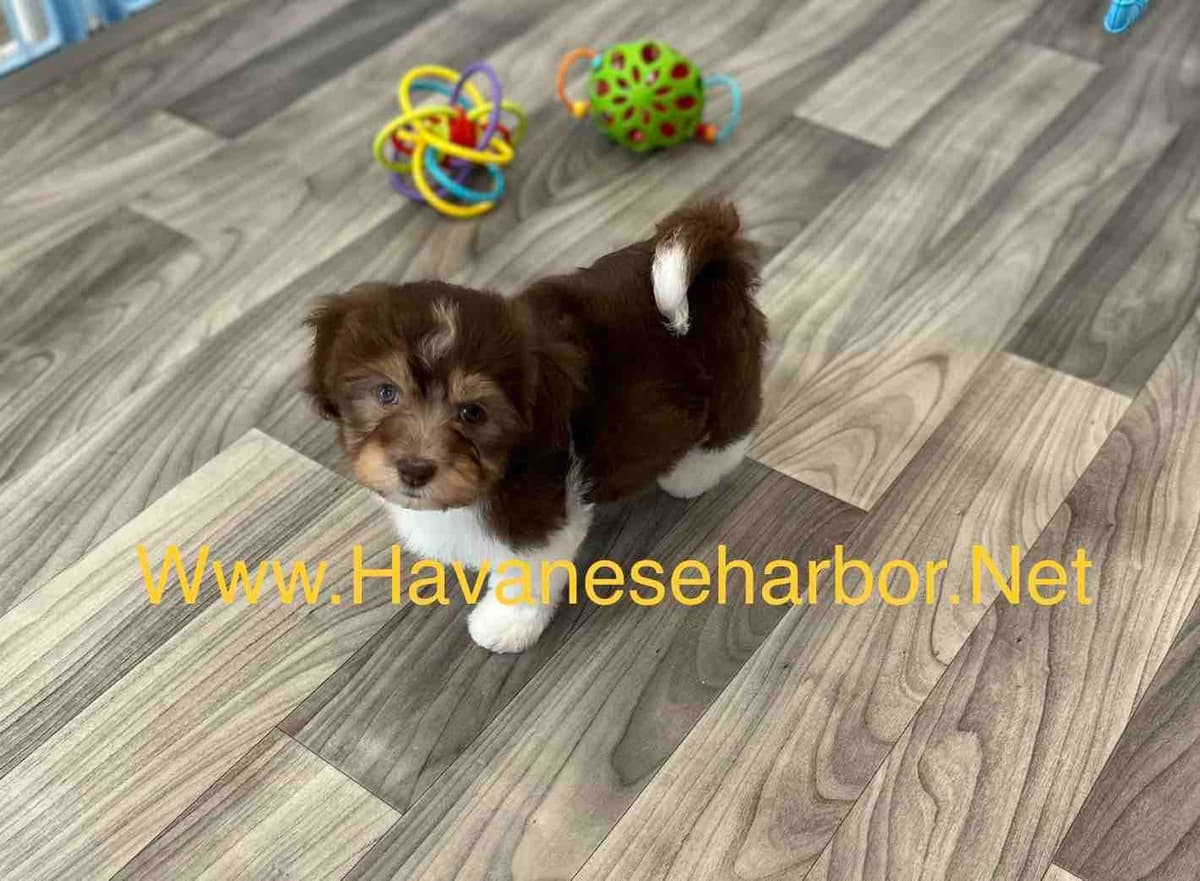 Havanese Puppies breeder image 20