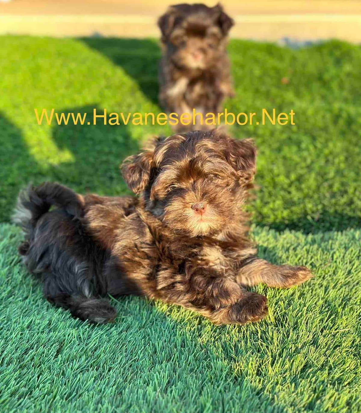 Havanese Puppies breeder image 22