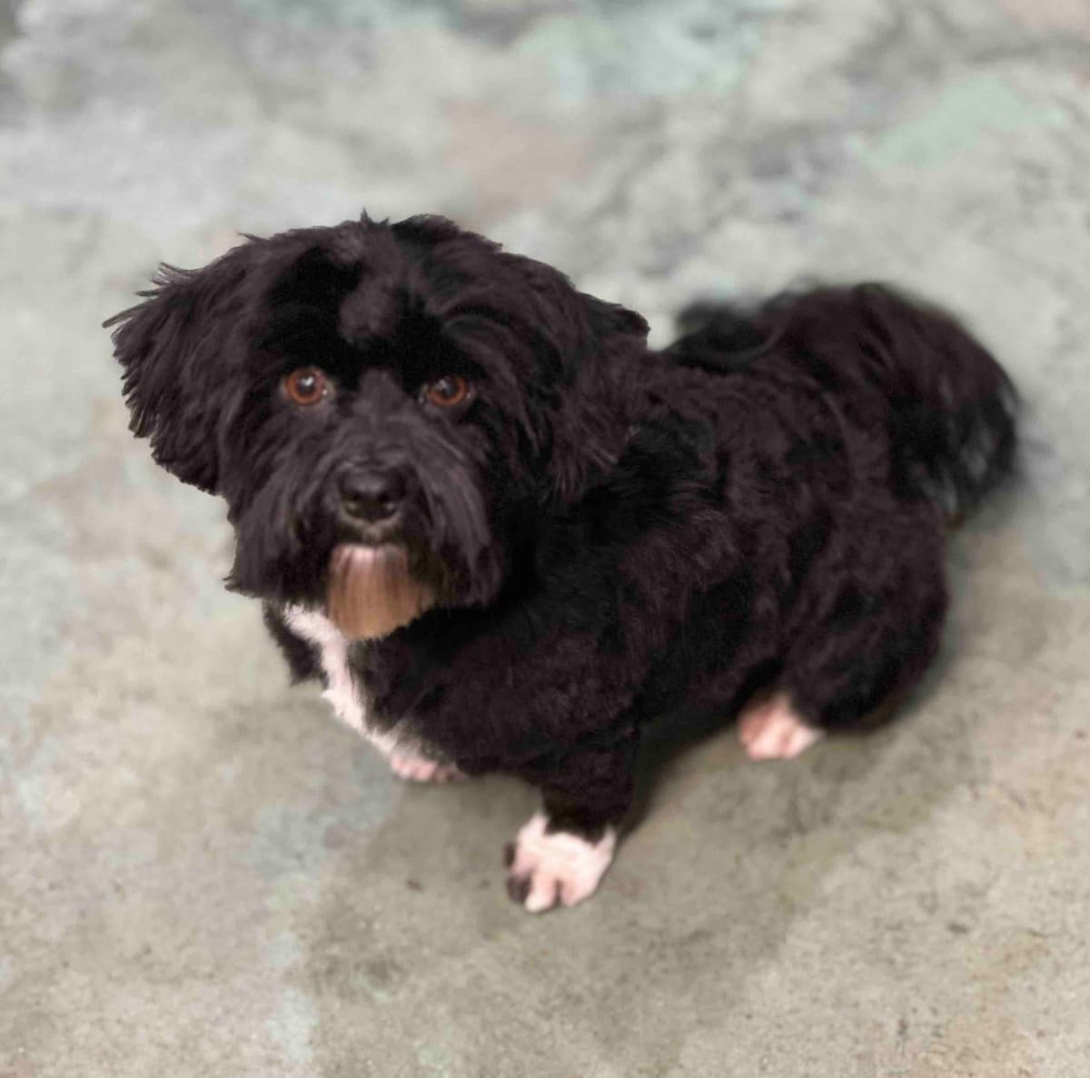Havanese Puppies breeder image 23