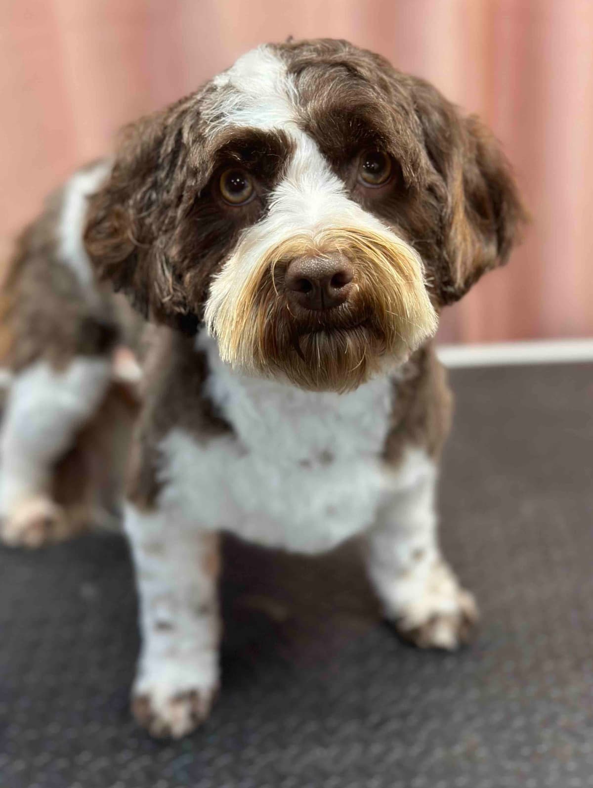 Havanese Puppies breeder image 24